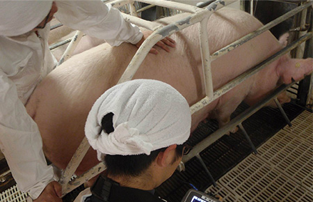 Studying HI-COOP Pig breeding and fattening technology