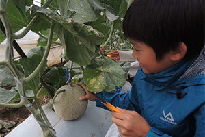 Harvesting a melon on an agricultural experience tour