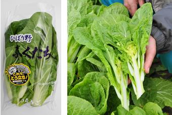 ひばり野「ふくたち」は、白菜を真冬に育てとう立ちさせたもので、県南部でしか生産されていない冬野菜ですの内容を表示