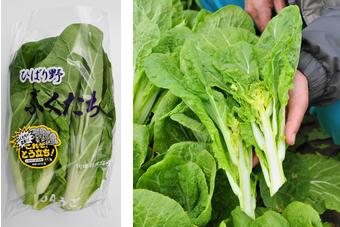 ひばり野「ふくたち」は、白菜を真冬に育てとう立ちさせたもので、県南部でしか生産されていない冬野菜ですの内容を表示