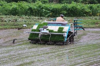 ６月１５日の田植えの様子の内容を表示