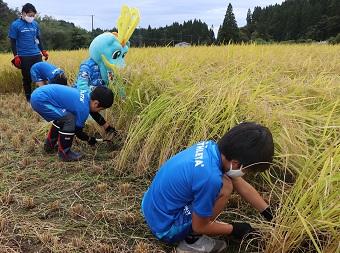 ブラウゴンも一緒に稲刈り！の内容を表示