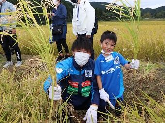 #4 饗庭瑞生選手も一緒に稲刈りに挑戦しました!の内容を表示