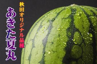 秋田県オリジナル品種のスイカ「あきた夏丸」の内容を表示