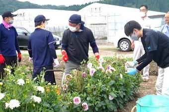 ダリアの摘花に挑戦!の内容を表示