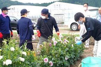 ダリアの摘花に挑戦！の内容を表示