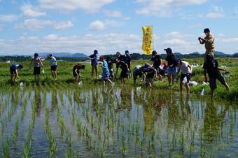 田んぼでの一斉調査の内容を表示