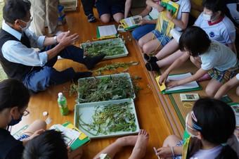 植物の調査の内容を表示