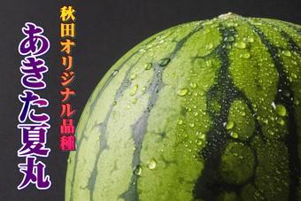 大玉スイカの「あきた夏丸」の内容を表示