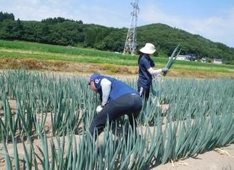 午後からは収穫作業!ネギは逆手で収穫すると教えてもらいました。の内容を表示