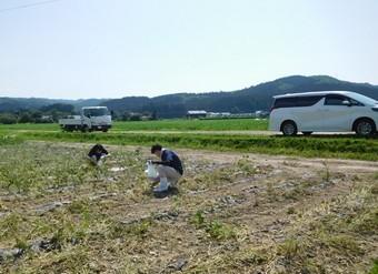 機械で収穫した後の残った枝豆は手で収穫します。の内容を表示