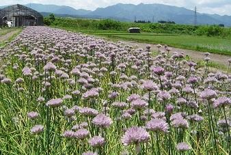 ひろっこ(アサツキ)の花の内容を表示