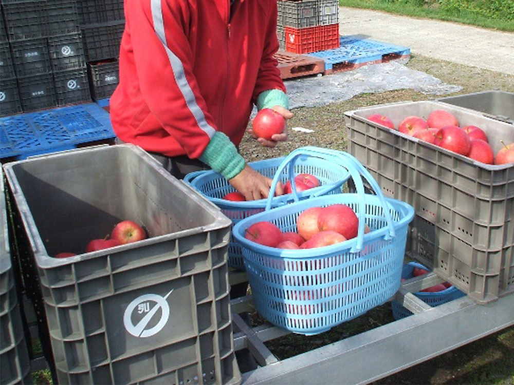 りんご 一年間の作業/家庭に届くまで | ＪＡ全農 青森県本部