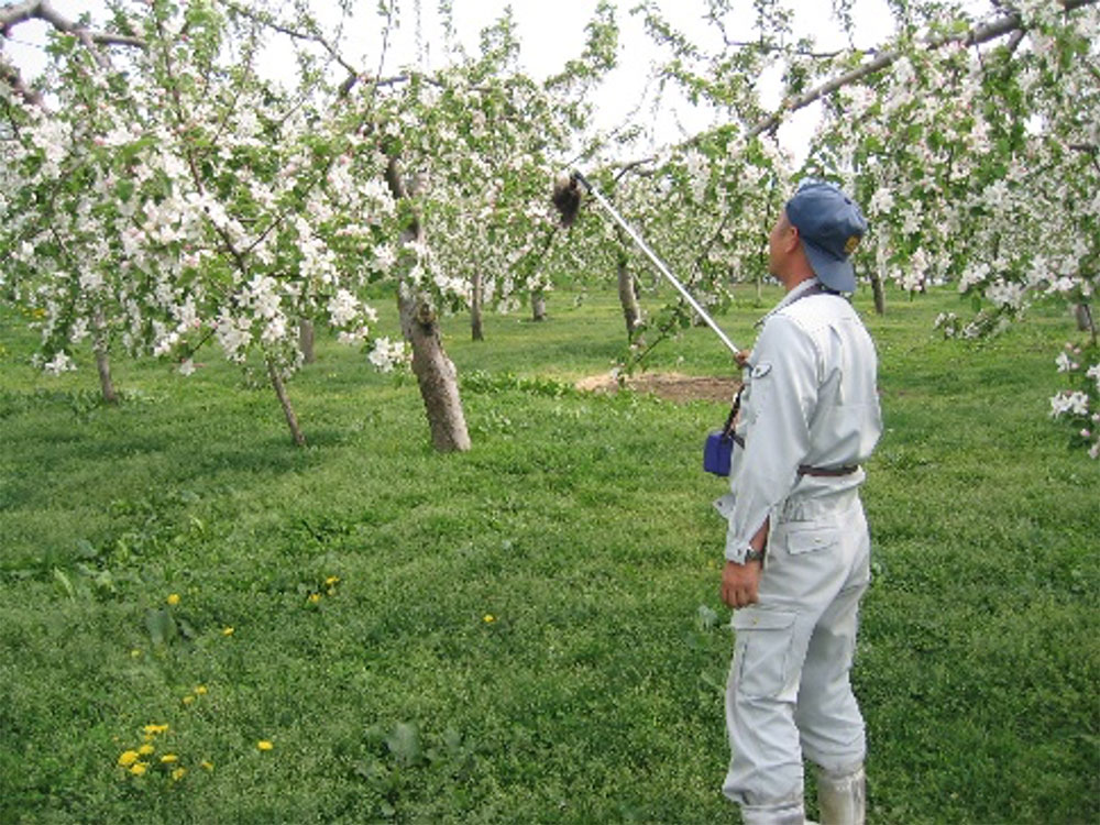 りんご 一年間の作業 家庭に届くまで ｊａ全農 青森県本部