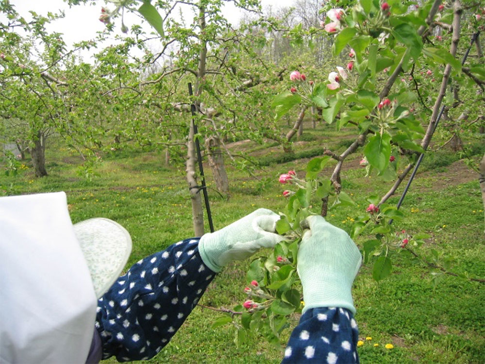 りんご 一年間の作業 家庭に届くまで ｊａ全農 青森県本部