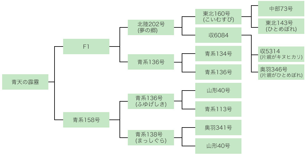 青天の霹靂の家系図