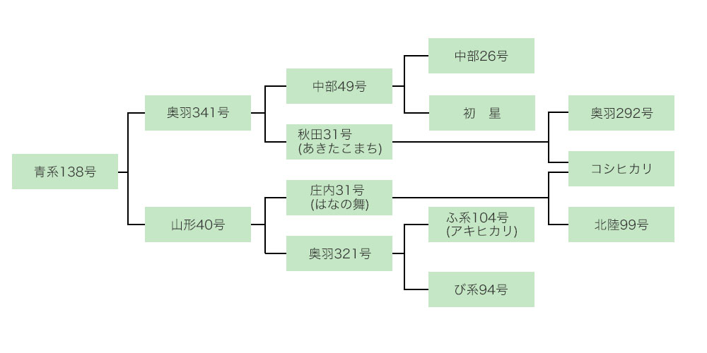 まっしぐらの家系図