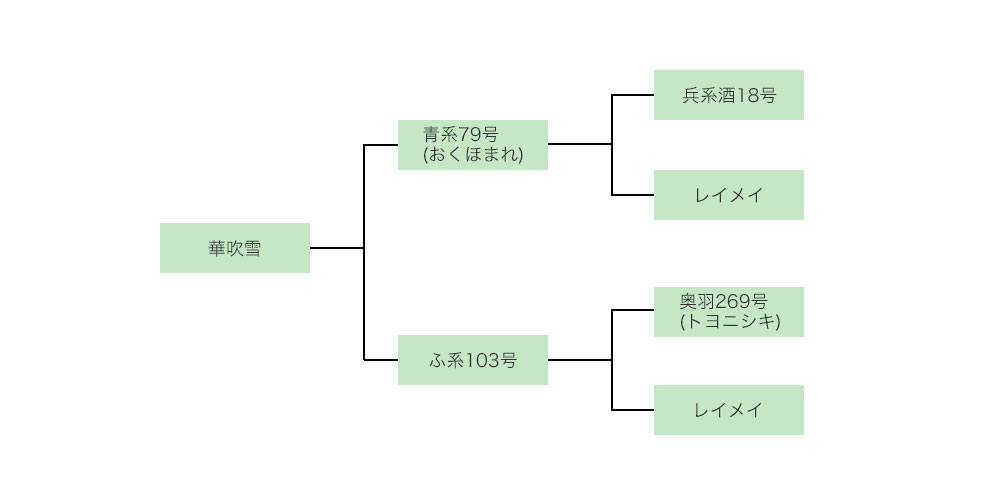 華吹雪の家系図