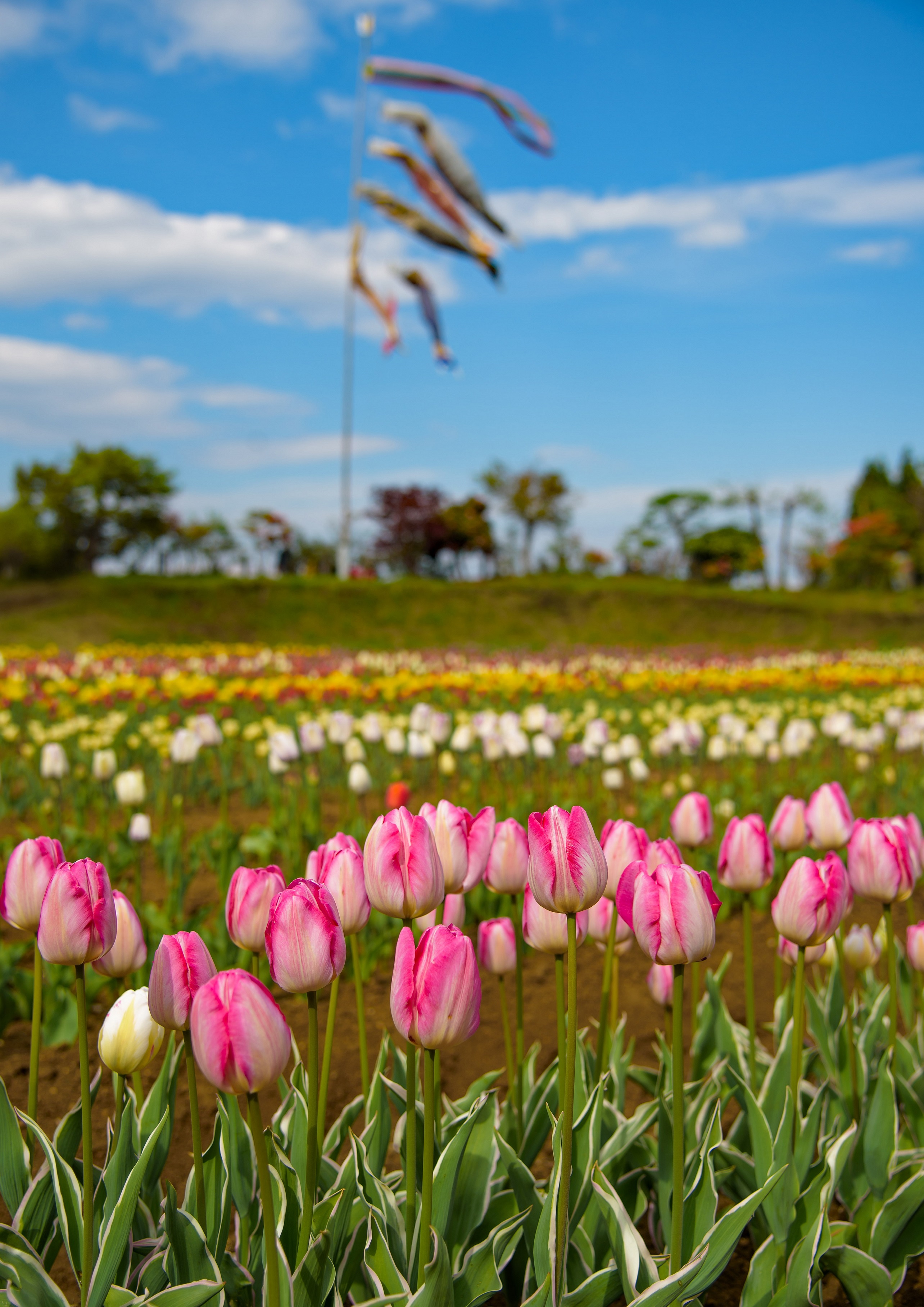 5月の風景 Part2 お知らせ一覧 ja全農青森県本部 5月の風景 Part2 お知らせ一覧 ja全農青森県本部