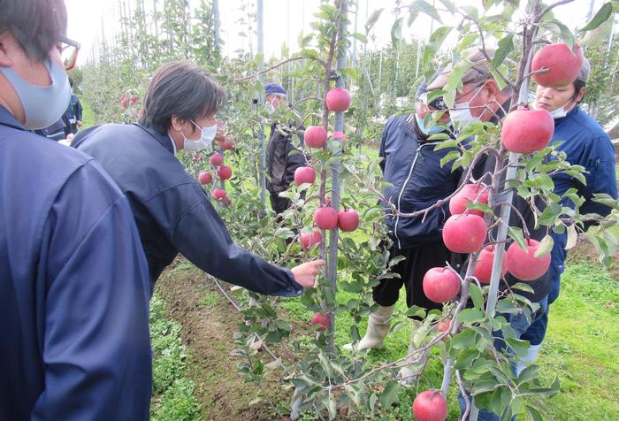 りんごの生育状況および栽培管理方法を確認する参加者らの内容を表示