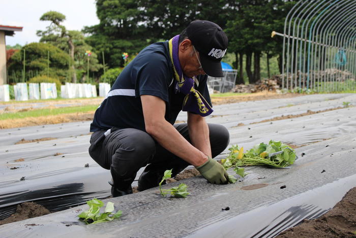 サツマイモの苗を植えるＪＡ津軽みらい職員の内容を表示