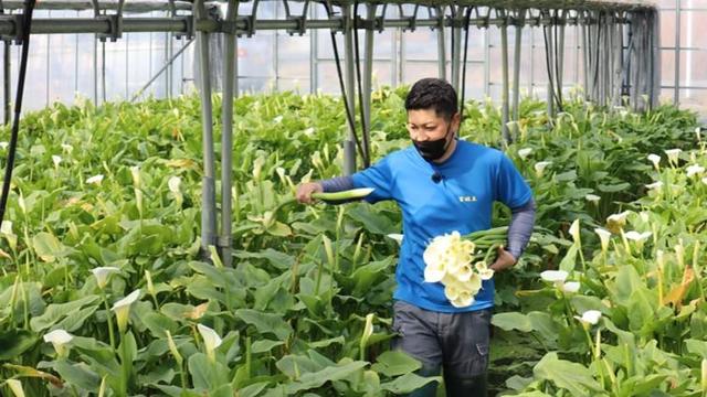 手際よく摘み取りをする、カラー生産者の池田さんの内容を表示