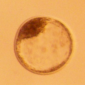 Embryo in hypothermic storage