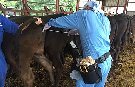 Embryo transfer