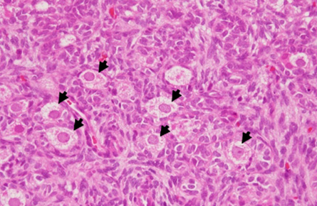 Holstein oocytes produced in wagyu cattle ovaries