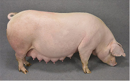 Highly prolific HI-COOP Pig ZENNOH-L (sow)