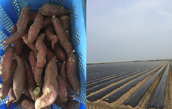 Developing a production area for the export market (Kansho sweet potatoes, Miyagi Prefecture)