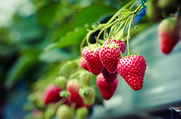 Strawberries