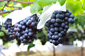 Grapes