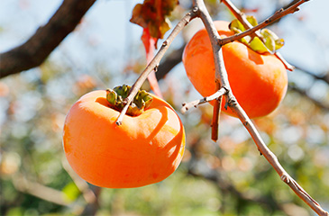 Persimmons