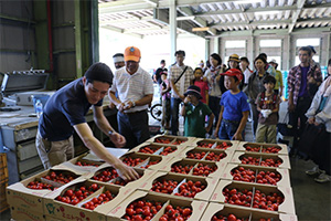Watching tomatoes being packaged on an agricultural experience tour
