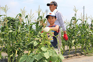 Harvesting vegetables on an agricultural experience tour