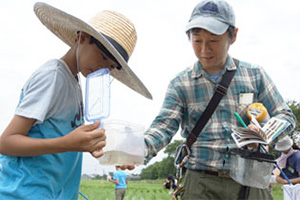 Rice paddy organism surveys