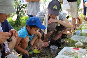 Rice paddy organism surveys