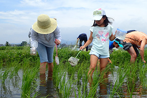 Rice paddy organism surveys