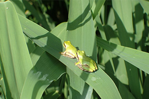 Tree frog