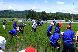 Children learn about cultivating glutinous rice in rice paddies