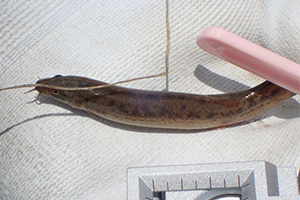 Weather loach