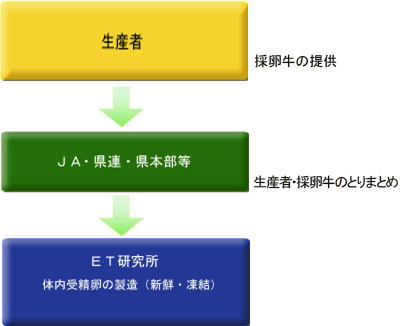 全農供卵牛 × 全農精液 型