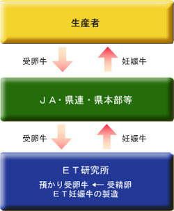 預かり受卵牛 × 受精卵 型 (契約生産)