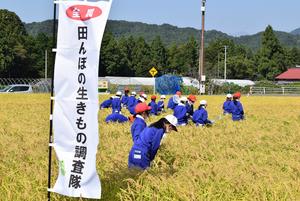 田んぼの生きもの調査開始！の内容を表示