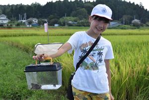 大きなトウキョウダルマガエル！珍しい！の内容を表示