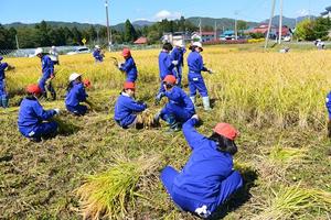 みんなで稲刈りも行いましたの内容を表示