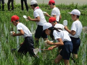 稲の間をよ～く観察しての内容を表示