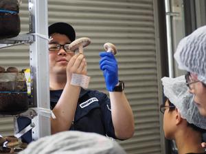 良いしいたけの見分け方を教わる参加者の内容を表示