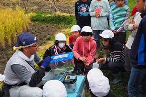 このクモは「ハシリグモ」と言って、田んぼの害虫を食べてくれる益虫だよの内容を表示